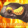 Salamandra5