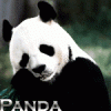 Panda .~
